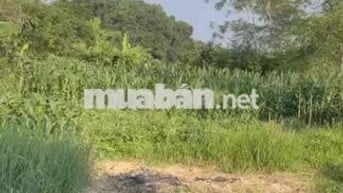 Bán 1500m2 Đất Mặt Tiền Kinh Doanh