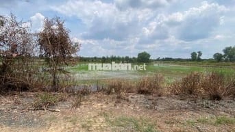 3500m2 đất vườn đường bờ kênh 12m,ấp 3 Bình Hoà Nam , SHR