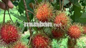BÁN VƯỜN CÂY TIỀN TỶ – SÔNG XOÀI, TP PHÚ MỸ Bà Rịa Vũng Tàu  cũ
