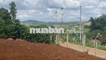 KẸT TIỀN BÁN GẤP lô đất Xã Đambri, Bảo Lộc 800m2 chỉ 650 triệu.