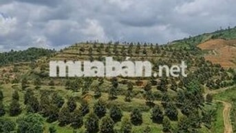 🔥 Bán Vườn Sầu Riêng Cá Nhân - Đang Cho Bói, View Săn Mây-Giá Tốt 🔥