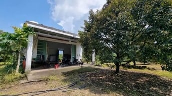 Bán lỗ nhà vườn 2541m đang trồng cây ăn trái,có sẵn nhà cấp 4