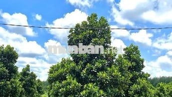 Bán lô đất vườn mít đang trái 1200m2 nở hậu