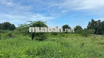 BÁN GẤP ĐẤT NỀN MẶT TIỀN ĐOÀN NGUYỄN TUẤN – BÌNH CHÁNH
