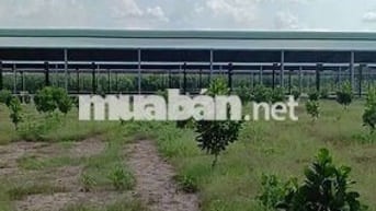 Bán gấp lô đất Phú Giáo,Bình Dương,DT,250m2,Thổ cư 100%,gần KCN