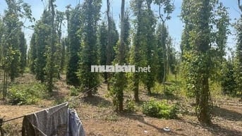 3,8HA ĐẤT ĐƯỜNG 72, CẨM MỸ, ĐỒNG NAI CHỈ 5XX/m2
