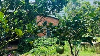 BÁC EM MUỐN BÁN LẠI MIẾNG VƯỜN 2000M2 Ở PHÚ GIÁO BÌNH DƯƠNG