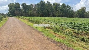 3000m2 Diên Phú phường Diên Hồng mới