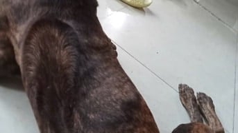phú quốc thuần chủng tìm chủ mới 