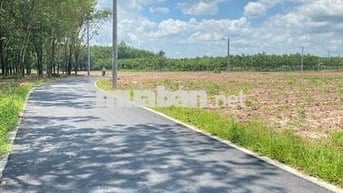 Ngộp tài chính cần bán lô đất thổ cư 200m2 Dầu Tiếng, giá ngộp 199tr