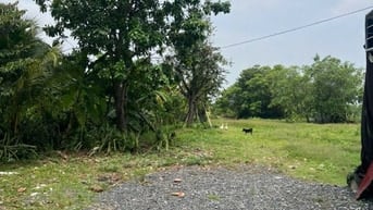 Đất vườn mặt tiền Sông Sài Gòn chính chủ 10000m2 cần bán gấp.