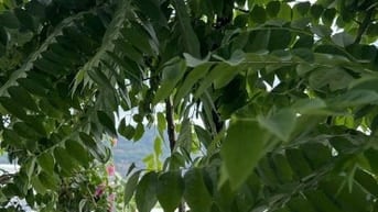 Bán cây chùm ruột giống tại Đà Nẵng