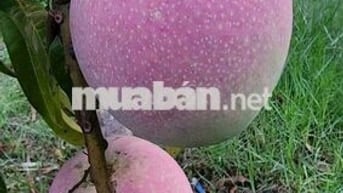 🌟🌟Cần bán vườn cây ăn trái An Điền.
