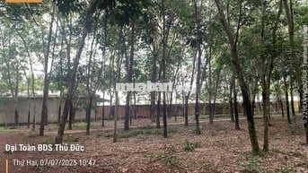 🌟 CHÍNH CHỦ BÁN 3 LÔ ĐẤT CLN – XÃ LONG NGUYÊN, BÀU BÀNG 🌟
