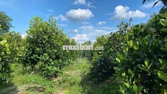 🌳 BÁN GẤP ĐẤT VƯỜN TRÁI CÂY – MẶT TIỀN ĐƯỜNG NHỰA CHỈ 250TR 🌳