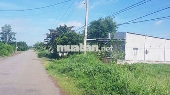 Bán đất đường nhựa trục chính sông xoài hắc dịch,dt:28x105 giá 5.2ty