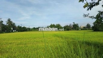 Đất cẩm kim view lúa chính chủ