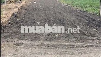 Chính chủ bán đất SHR 186m2 tại Hoà Khánh Nam, Đức Hòa, Long An 1,5 tỷ