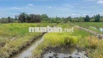 dt : 500m2 ,giá :435tr sổ giao tay , xã thạnh hoá - bến lức - long an
