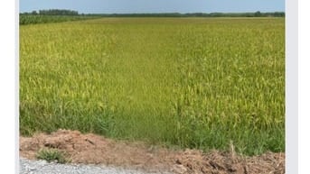 Cho thuê đất nông nghiệp 1ha tại Củ Chi
