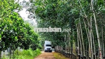 Giảm mạnh 1 tỷ, bán nhanh khu vườn đẹp 2ha vuông vức, Mặt tiền 140m