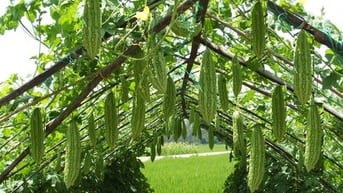 457m2 hẻm XH Lê Văn Lương xã Nhơn Đức 1,5 tỷ