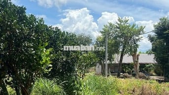 Đất Thổ Cư trồng cây trái sẵn 541m2_700 triệu - Ngay Uy Ban xã An Linh