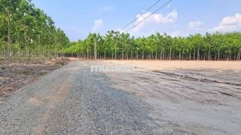 Bán gấp đất thổ cư phường Chơn Thành giá chỉ 300triệu