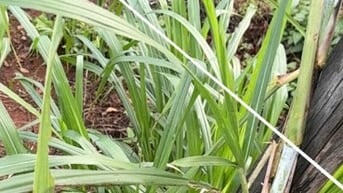 BÁN ĐẤT MẶT TIỀN TỈNH LỘ – TRUNG TÂM XÃ, GIA LAI