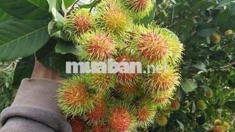 Bán Gấp Lô Đất Vườn Trái Cây Tại Quang Trung, Thống Nhất, Đồng Nai