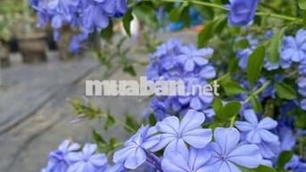 Bán lô đất cực xịn sở hữu view tuyệt đẹp hướng Hồ Trị An