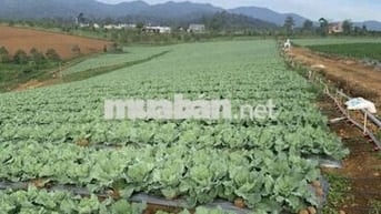 Bán đất nông nghiệp có suối tại Bảo Lâm 4 (B'la Cũ)