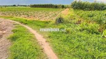 chỉ 99tr sổ hồng sang tay có ngay lô đất vườn đẹp vuông vức