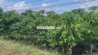 ĐẤT VƯỜN PHÁT MÃI NGÂN HÀNG THU HỒI NỢ