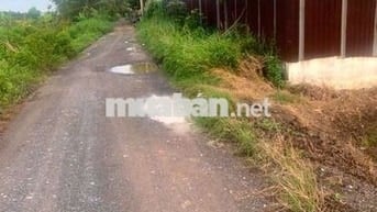 🆘🆘 3000m2 ĐẤT LÚA 🌾 ĐƯỜNG KINH 8 XE HƠI TỚI ĐẤT GIÁ TỐTLÊ MINH XUÂN