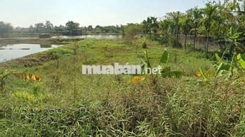 Bán đất nông trường Thành Tô - Hải Phòng 200 ha