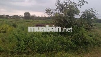 Cần bán gấp đất phường Tân Hòa, tp Phú Mỹ, Bà Rịa Vũng Tàu