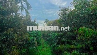 BÁN ĐẤT VƯỜN CUÔR ĐĂNG – GIÁP HOÀ THUẬN – HẺM CẤP 1 QUỐC LỘ 14