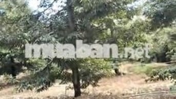 Bán đất sầu riêng tại Hiệp Đức, Cai Lậy, Tiền Giang