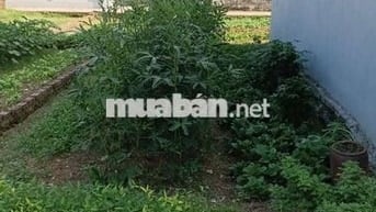 Bán Đất - Yên Ninh(Hiền Ninh) - 42M2 Full Thổ Cư - 1,6 Tỷ