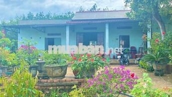 Chú Tám cần bán đất vườn trái cây sẳn nhà cấp4 ở Bình Dương, DT 2541m2