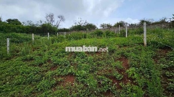 Chính Chủ Bán Măng Lin Phường 7 Đà Lạt View Đồi Thông, Thung Lủng  Đep