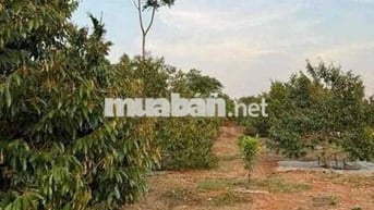 Chính Chủ Cần nhượng lại đất vườn 1500m2 /giá 200tr vườn sẵn gốc sầu