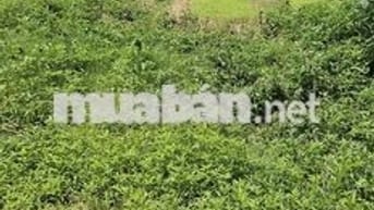🌹🌹Bán 60m2 Thắng Trí, Minh Trí Ở hay ĐẦU TƯ  đều tuyệt vời -  Ngõ Ô TÔ