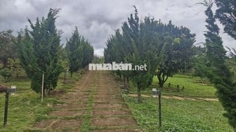 5850m2 nhà vườn nghỉ dưỡng view hồ Phúc Thọ, Lâm Hà, LĐ