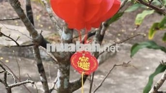 Chính chủ, nhà mặt tiền Quốc lộ 54 ngay thị trấn, có sổ đỏ