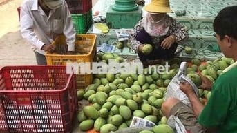 Gần 1 héc-ta vườn cây ăn trái, có sẵn nhà cấp 4