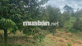 Đất sổ đỏ nông nghiệp, lên được thổ cư, có 55m mặt tiền tỉnh lộ