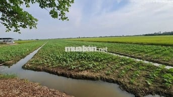 Cần bán 5.5 công đất ruộng xã Nguyễn Văn Thảnh đang cho thuê canh tác