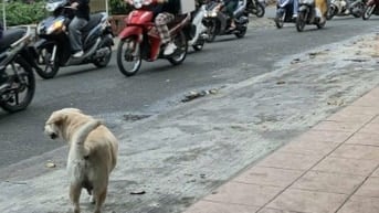 CHO THUÊ MẶT BẰNG KINH DOANH, VĂN PHÒNG